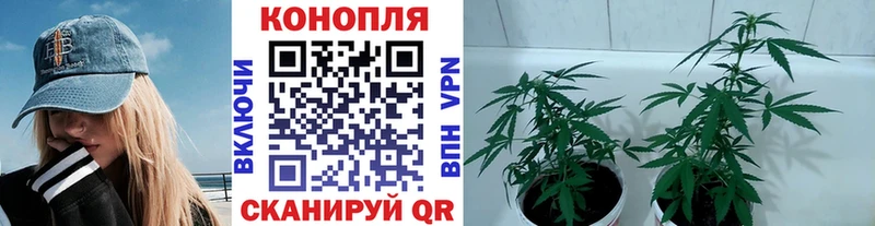 Конопля White Widow  Купить закладки  Владивосток 